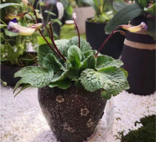 北京世園會省區(qū)市室內(nèi)展品競賽第四次評審工作圓滿完成